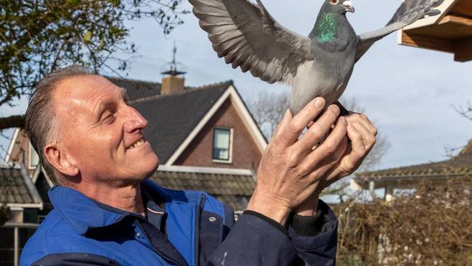 Het leven van Paul van den Bogaard draait om zijn duiven: ‘Van kinds af aan was ik al gefascineerd door vogels’