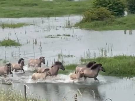 Fietsers Jessica en John verbluft door bijzonder tafereel met wilde paarden in het water: ‘Leek wel safari in eigen land’ 