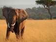 Un touriste belge tué par un éléphant au Kenya