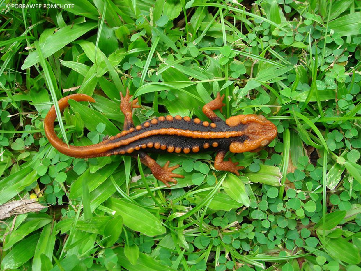 Een watersalamander, Tylototriton anguliceps, is ontdekt in de Thaise provincie Chiang Rai. De salamander heeft een prachtige oranje-rode en zwarte tekening die doet denken aan een Klingon uit de film 'Star Trek'. Zijn poreuze huid maakt het diertje extra gevoelig voor pesticides. Daarnaast is verlies aan leefgebied de belangrijkste bedreiging. Beeld Trouw