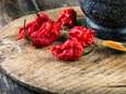 Man krijgt gruwelijke hoofdpijn na eten heetste peper ter wereld