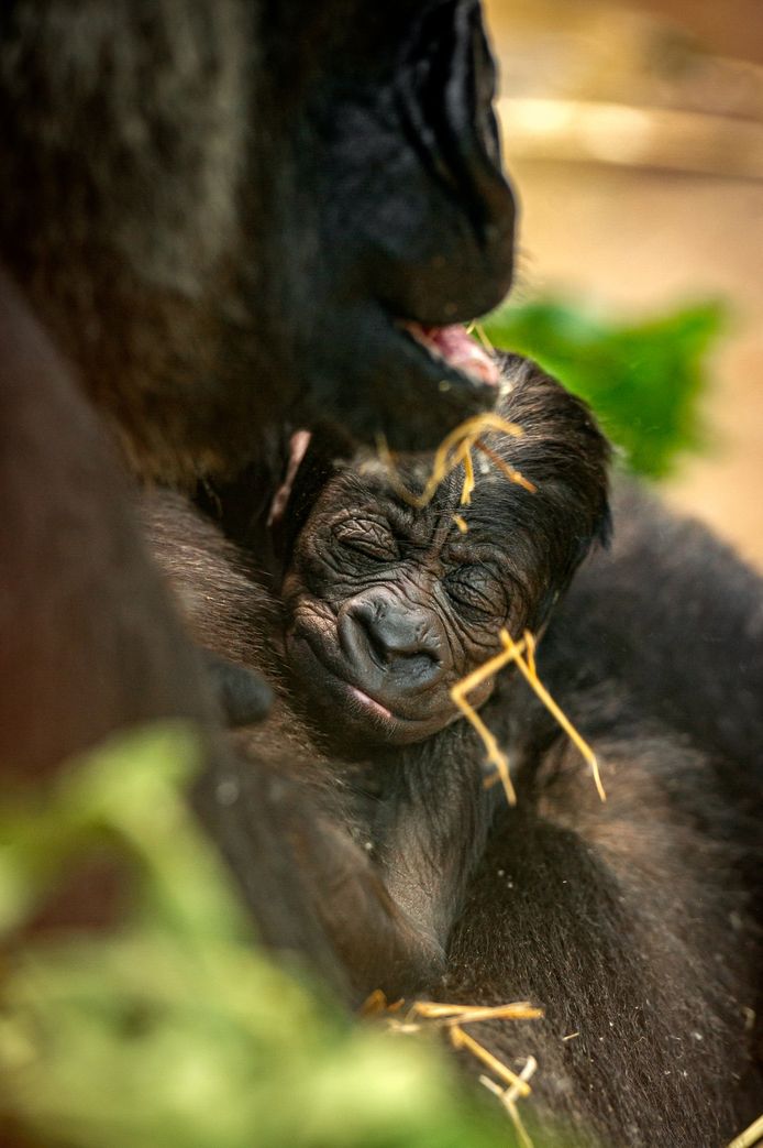 Gorillababy Vizazi, hier met mama Mambele, werd in juni geboren.