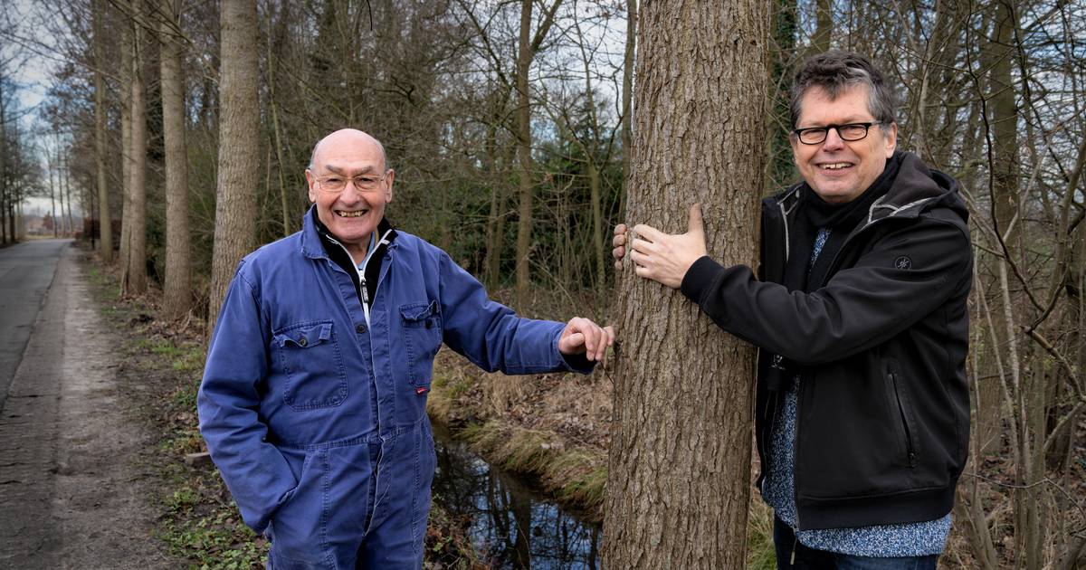 Middeleeuwse 'milieuwetgeving' blijft springlevend met 25.000ste nieuwe populier langs de weg - BD.n