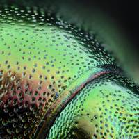 Het belang van glans in de natuur: wellicht ligt water aan de basis