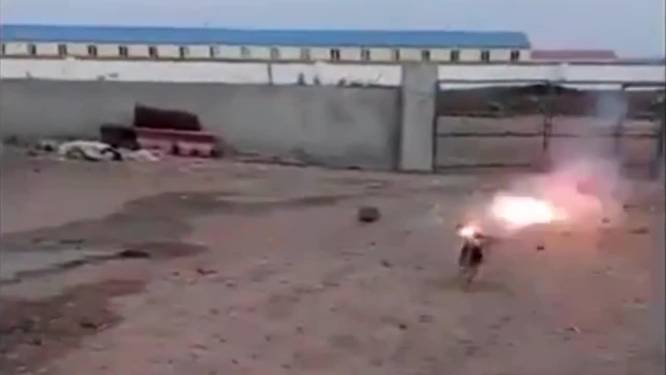 Dierenbeulen binden vuurwerk aan staart hond