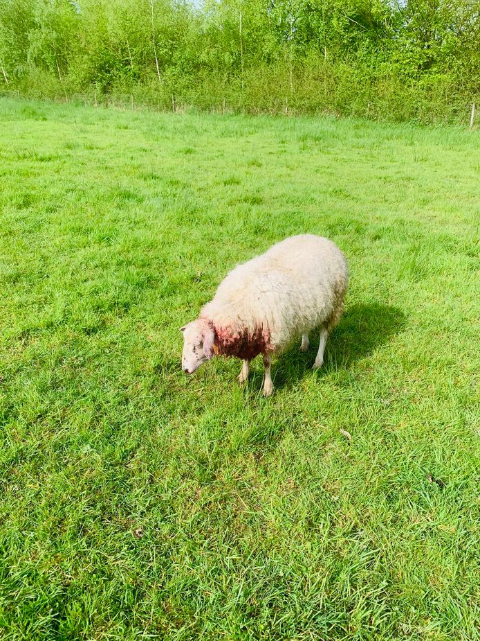 Eén van de gewonde schapen na de aanval van zaterdag in de weide in Kermt.