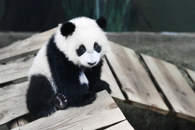 Rechtdoor Vlekkeloos nederlaag Grote belangstelling voor kleine panda in Ouwehands Dierenpark