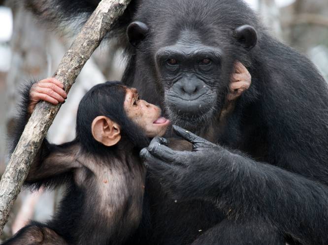 “Illegale handel in chimpanseevlees steeds populairder in Verenigd Koninkrijk”