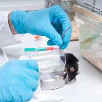 Aantal dierenproeven in Vlaanderen daalt naar laagste niveau in tien jaar, minister Weyts wil regels aanscherpen