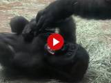Moedergorilla kietelt jong dat lachend over grond rolt