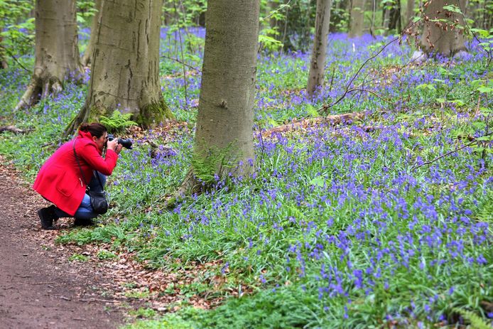 Als de boshyacinten bloeien in het Hallerbos, zijn de toeristen steevast op post. Jij als journalist ook!