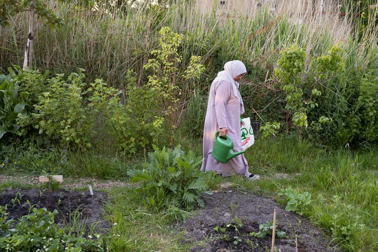De buurtmoestuin. Beeld Mariëtte Lock