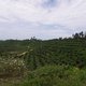 Ontbossing en keiharde ruzies over grond: de schaduwkant van palmolie