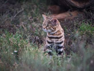Deze schattige kitten is eigenlijk de dodelijkste kat ter wereld