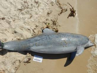 Wetenschappers met de handen in het haar: al meer dan 260 dode dolfijnen aan de Golfkust