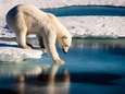 Grootste slachtoffer van hittegolf op Noordpool: de ijsbeer