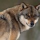 Ontsnapte wolven in DierenPark Amersfoort weer gevangen