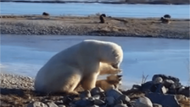 Ongelooflijke vriendschap: ijsbeer aait hond