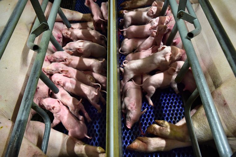 Biggen drinken bij de moeder in de stal van Eric Stiphout. Beeld Marcel van den Bergh / de Volkskrant