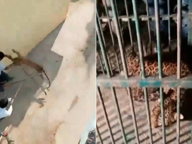 KIJK. Luipaard gevangen in India nadat het dier brutaal mensen aanvalt