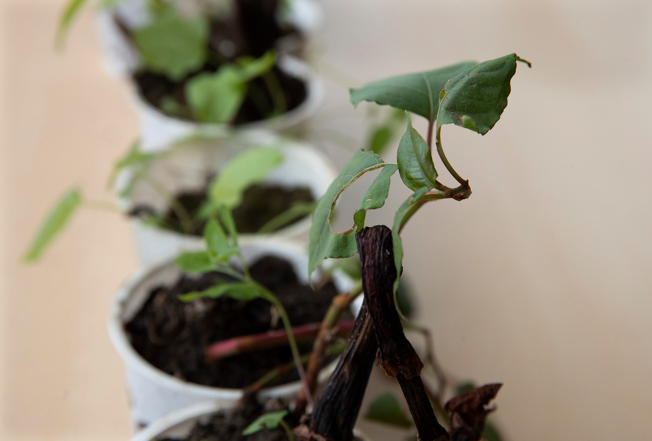 Japanse Duizendknoop, een plant die tot nu toe nauwelijks te bestrijden is. © theo kock persfotografie