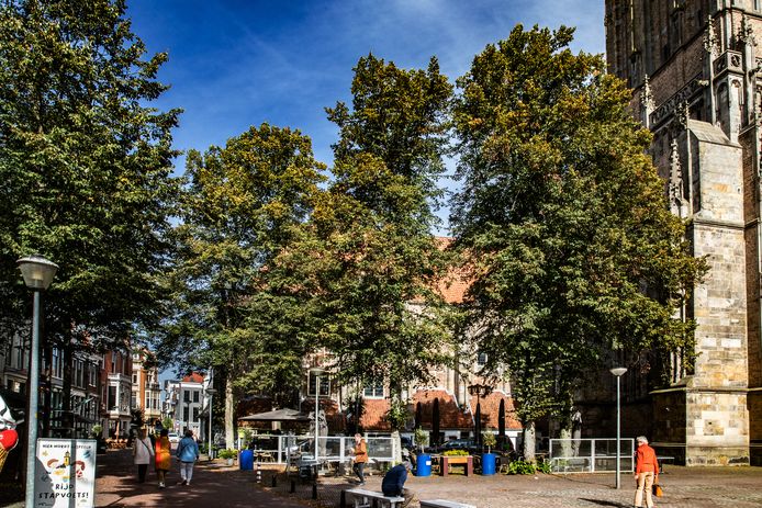Bomen voor de Lebuinuskerk op het Grote Kerkhof, die als de plannen doorgaan, zullen verdwijnen