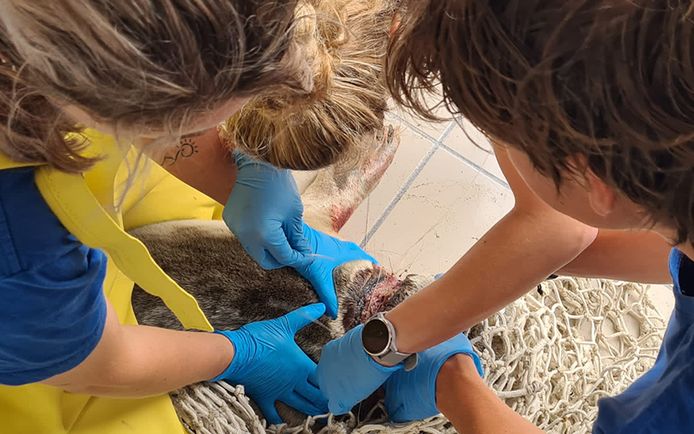 Zeehond Nylon wordt bevrijd uit zijn net.
