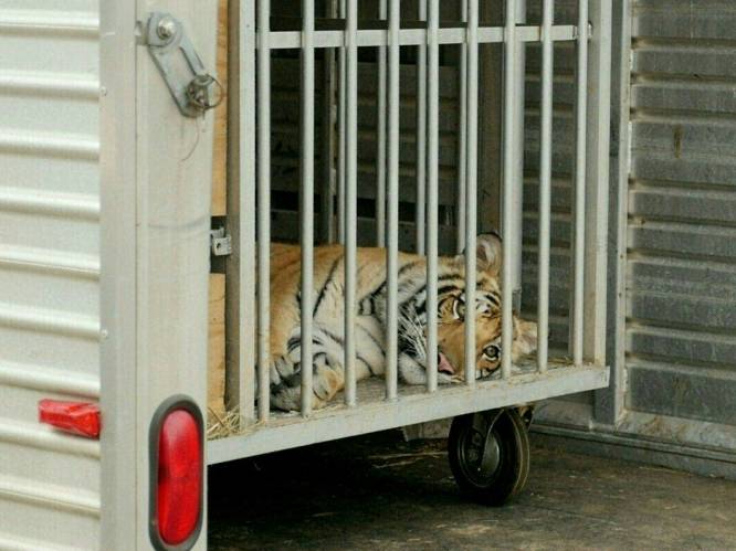 Politie in Houston vindt vermiste tijger na dagenlange zoektocht