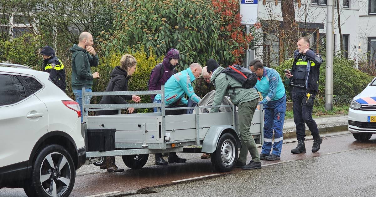 Fietser komt door botsing ín aanhanger terecht en raakt gewond.