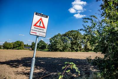 Knolcyperus rukt op, velden in Lage Mierde langdurig afgesloten: ‘Dit is een serieuze bedreiging’