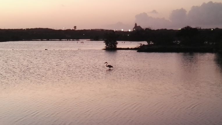 De flamingo’s die vertrokken zijn naar Venezuela, komen niet meer terug naar Curaçao. Beeld Hollandse Hoogte / EyeEm GmbH
