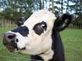 Nieuw-Zeeland gaat meer dan 100.000 koeien afmaken