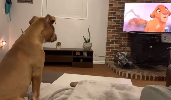 Puppy Luna leeft helemaal mee met Simba