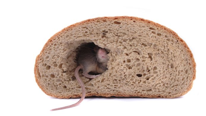 Elle Decouvre Une Queue De Rat Dans Son Sandwich Monde 7sur7 Be