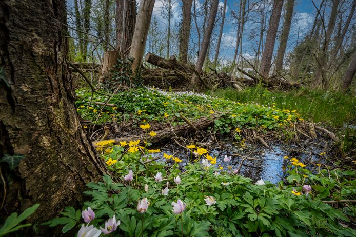 Vernatting en nieuwe natuur in Ulvenhoutse Bos.