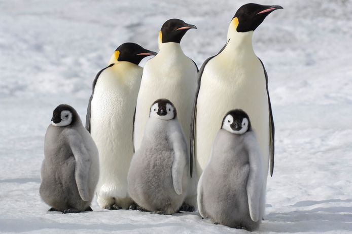 Dieren in de poolgebieden, zoals pinguïns in Antarctica lopen het grootste risico.