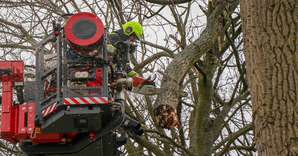 Loshangende tak zorgt voor gevaarlijke situatie in Gameren - BD.nl