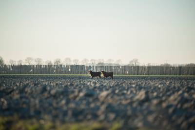 Schotse hooglanders doen een 'Hermientje'