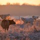 Een weerbaarheidsplan tegen klimaatopwarming: veel meer dan een kwestie van biefstuk alleen