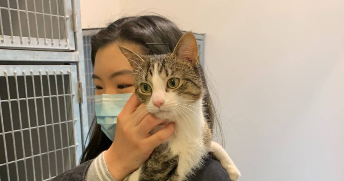 Kat die vorige week bijna verdronk in Haagse gracht is weer veilig bij ...