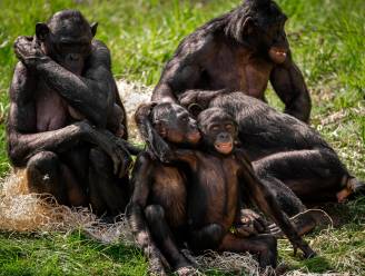 ZOO Planckendael voert onderzoek naar gedrag van bonobo’s: “Ik heb meststalen in alle kleuren van de regenboog”