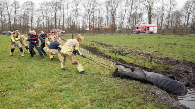 Uitgeput paard door brandweer uit koude water gered in Eemnes