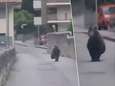 Ongelooflijke beelden tonen hoe beer door straten loopt aan Gardameer in Italië