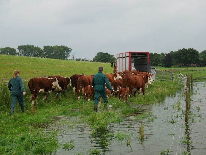 Vrijwilligers helpen bij het evacueren van de Hereford-koeien en -kalveren uit de IJssel-uiterwaarden bij Zwolle.