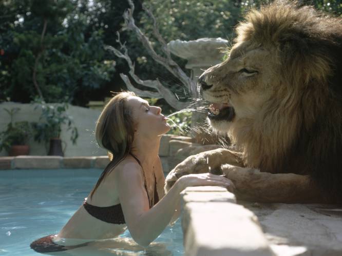 Voor ‘Tiger King’ was er de ‘Lion Queen’: actrice Tippi Hedren voedde meer dan 50 leeuwen op voor “gevaarlijkste film ooit”