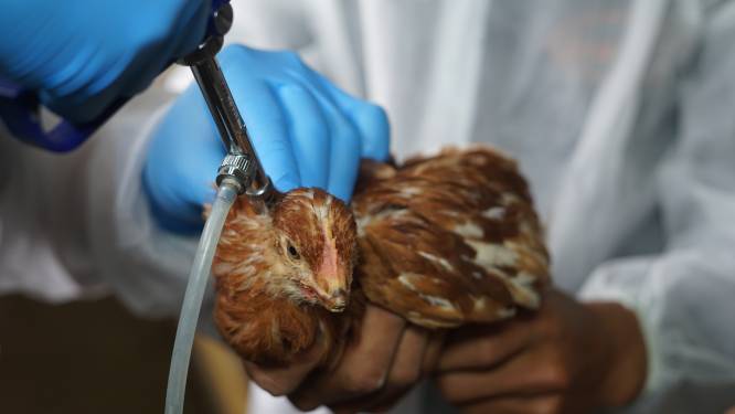Chili stelt eerste geval van vogelgriep bij mens vast