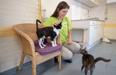 Dierenasiel De Hof van Ede tijdelijk dicht vanwege kattenziekte