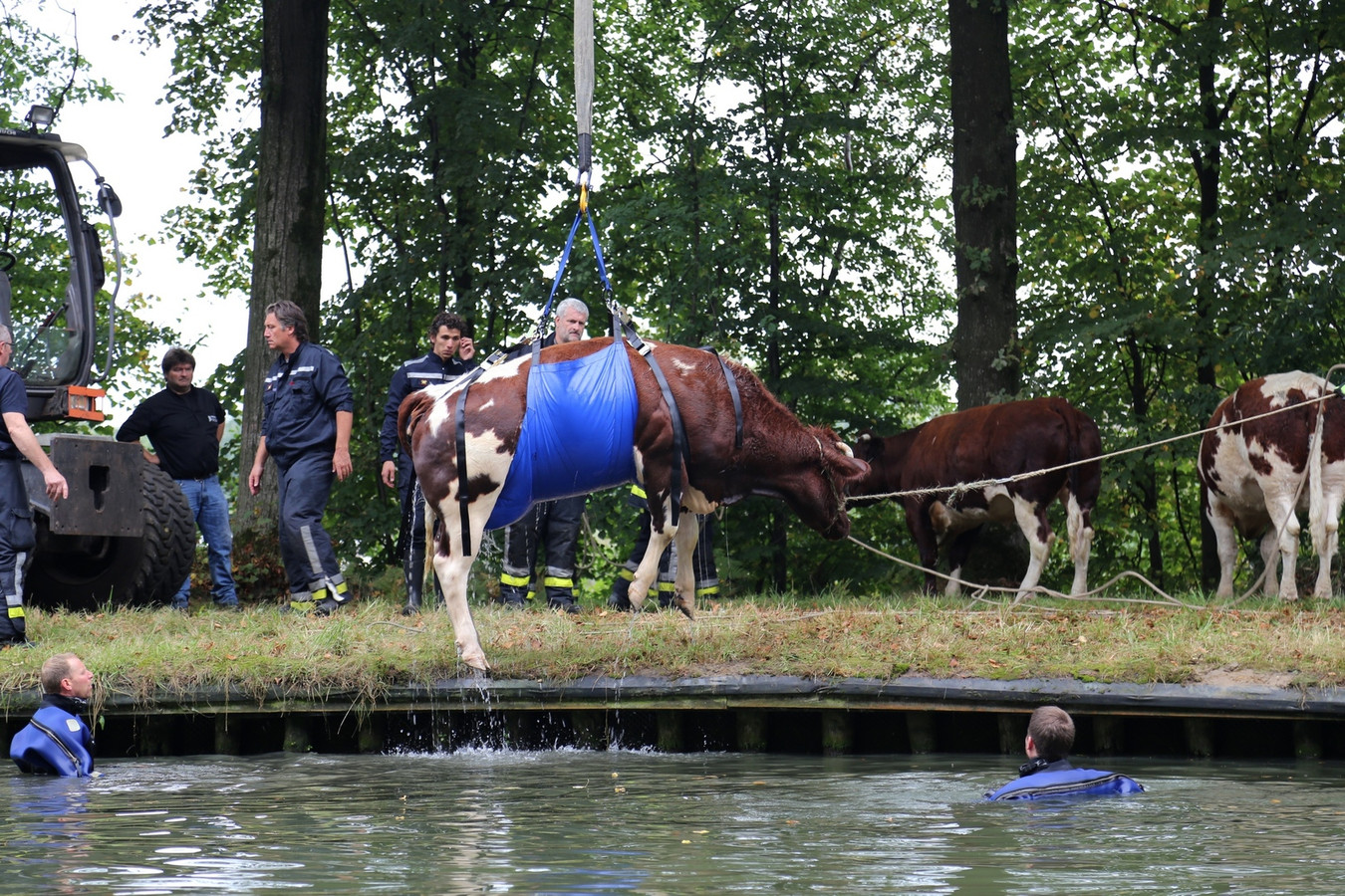 Brandweer Moet Vier Ontsnapte Koeien Uit Kanaal Redden Foto Hln be