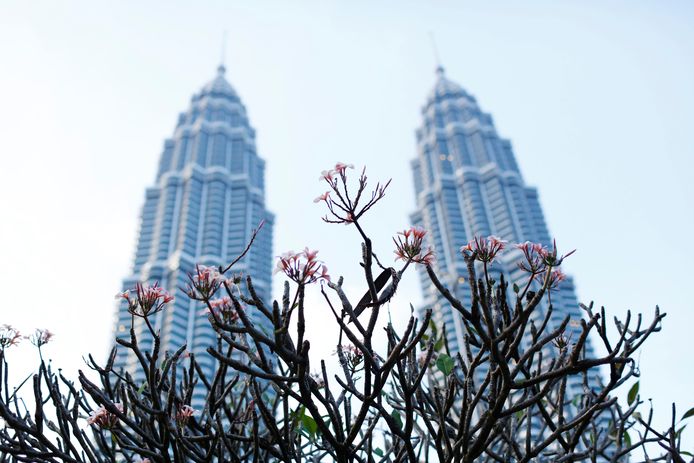 Bloemen bloeien aan de voet van de Petronas Towers in Kuala Lumpur.