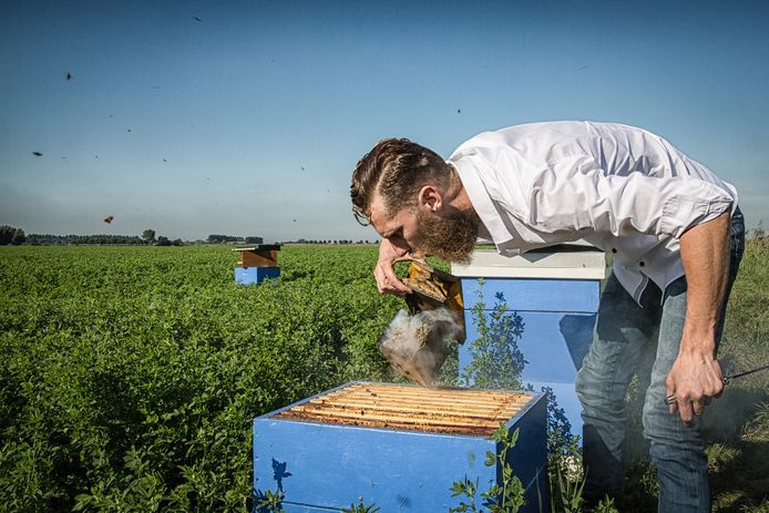 Archieffoto: bijenkasten in de luzerne in de Wilhelminapolder. Imker Arjan van Damme berookt het bijenvolk.